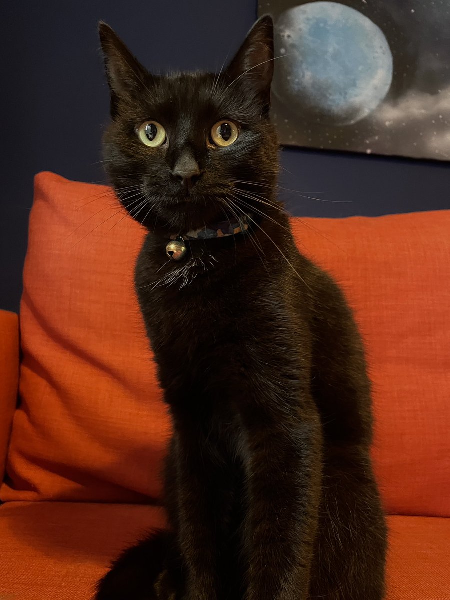 Orion is 2 today 🥰 #CatsOfTwitter