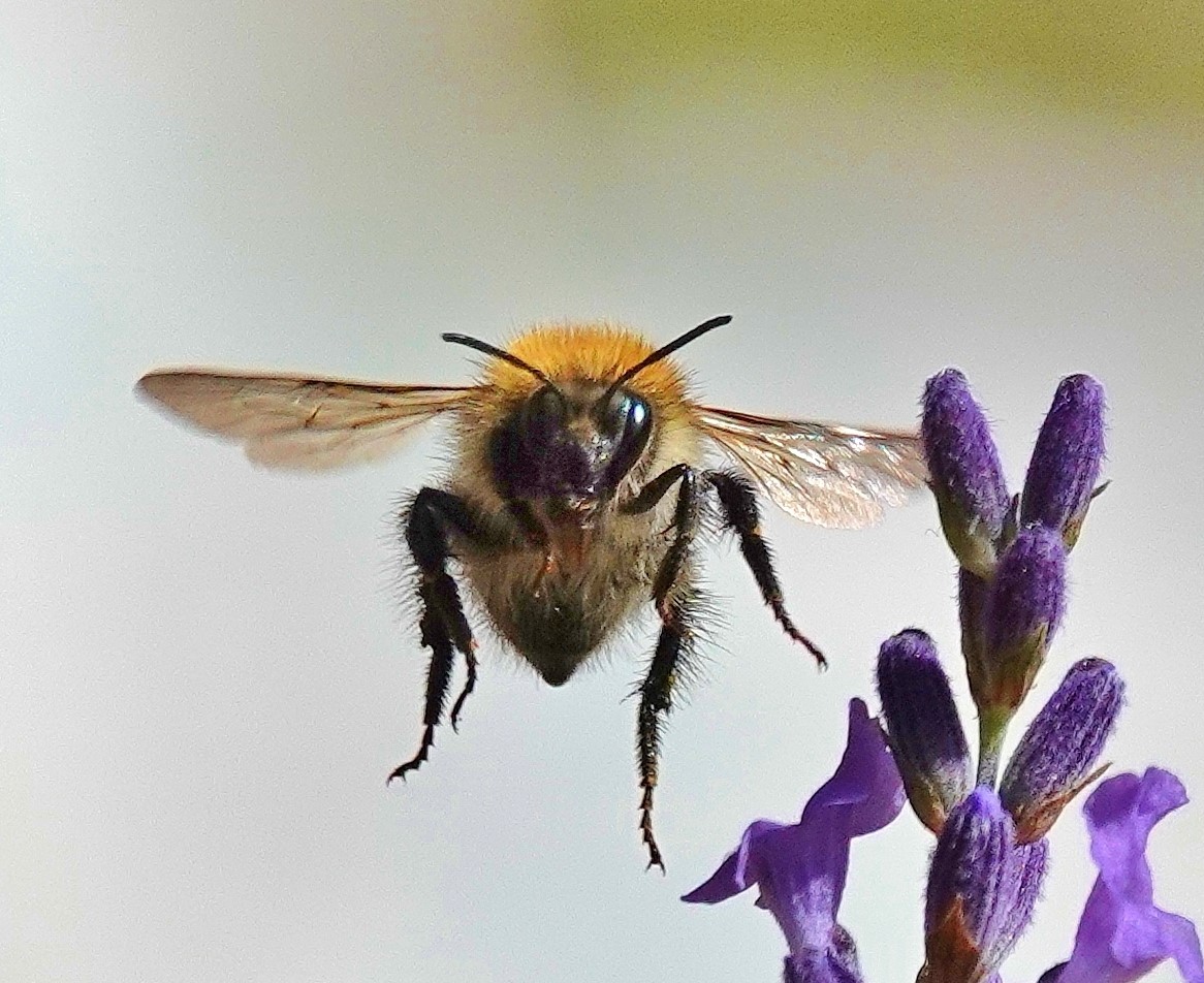 A bee. #wildlife #wildlifephotography #nature #bee #insectphotography #photooftheday #bumblebee #photo #photography #TwitterNatureCommunity #BBCWildlifePOTD @ThePhotoHour @wildlifemag @Britnatureguide @Team4Nature @NatureUK