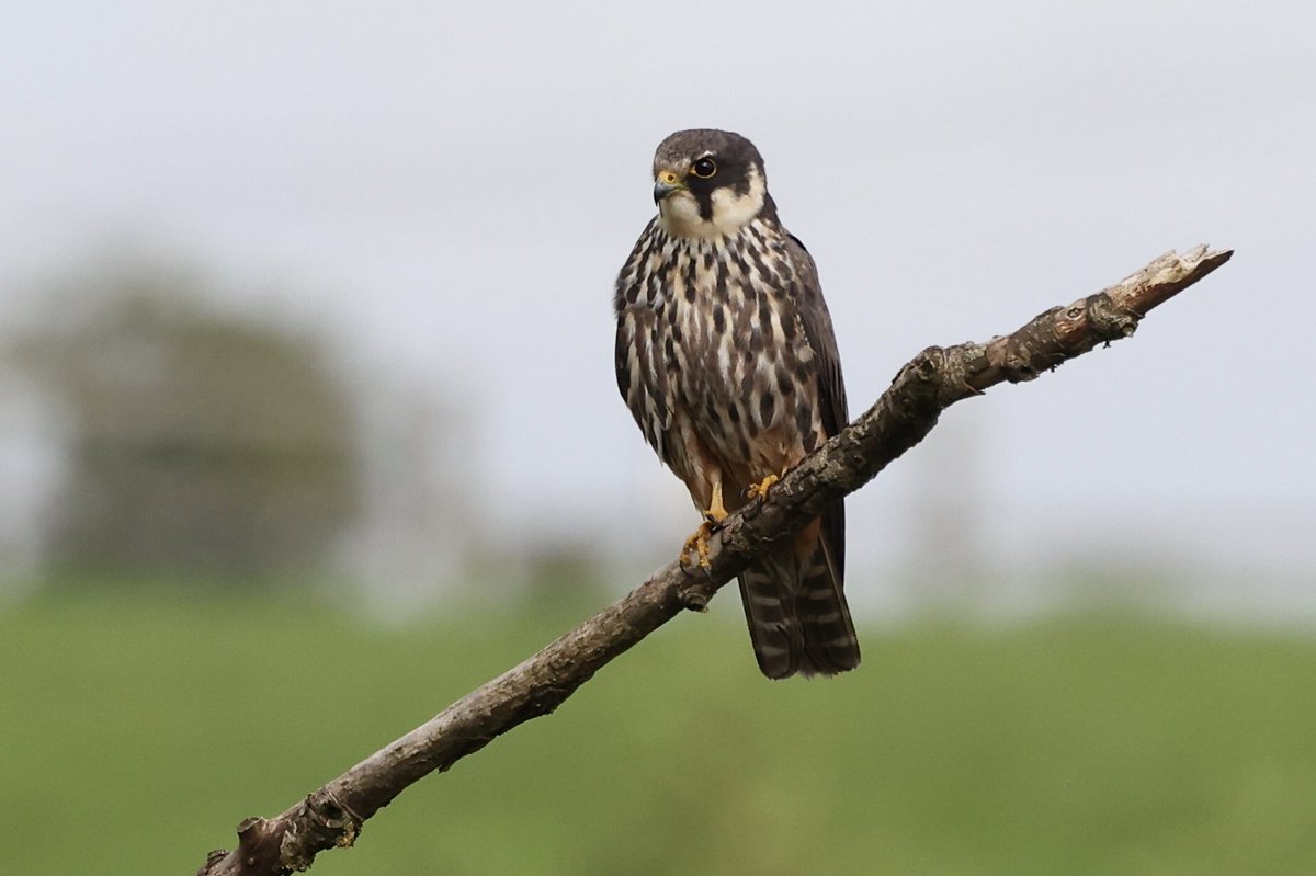 Jatty58's tweet image. Immature Hobby at Coward Reedbed, @marburypatch this morning. @CAWOSBirding