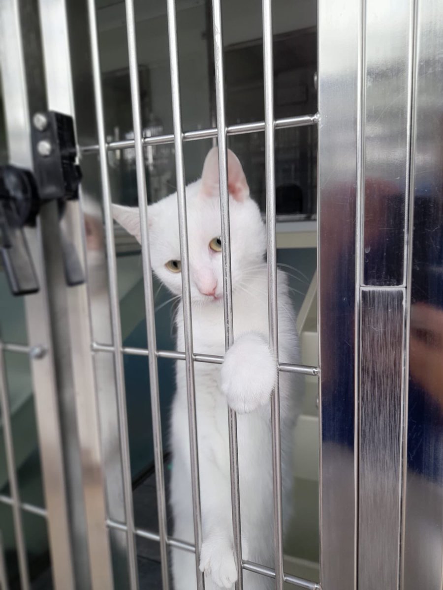 JoshFerronCP's tweet photo. Today I spent the day at @CPMansfield as a volunteer Rehoming and Welfare Assistant. I can safely say I learnt so much about what our dedicated #volunteers and staff do at our everyday to help care for and rehome #cats. I also got to spend some time with some absolute beauties. https://t.co/3gioaUvi5c