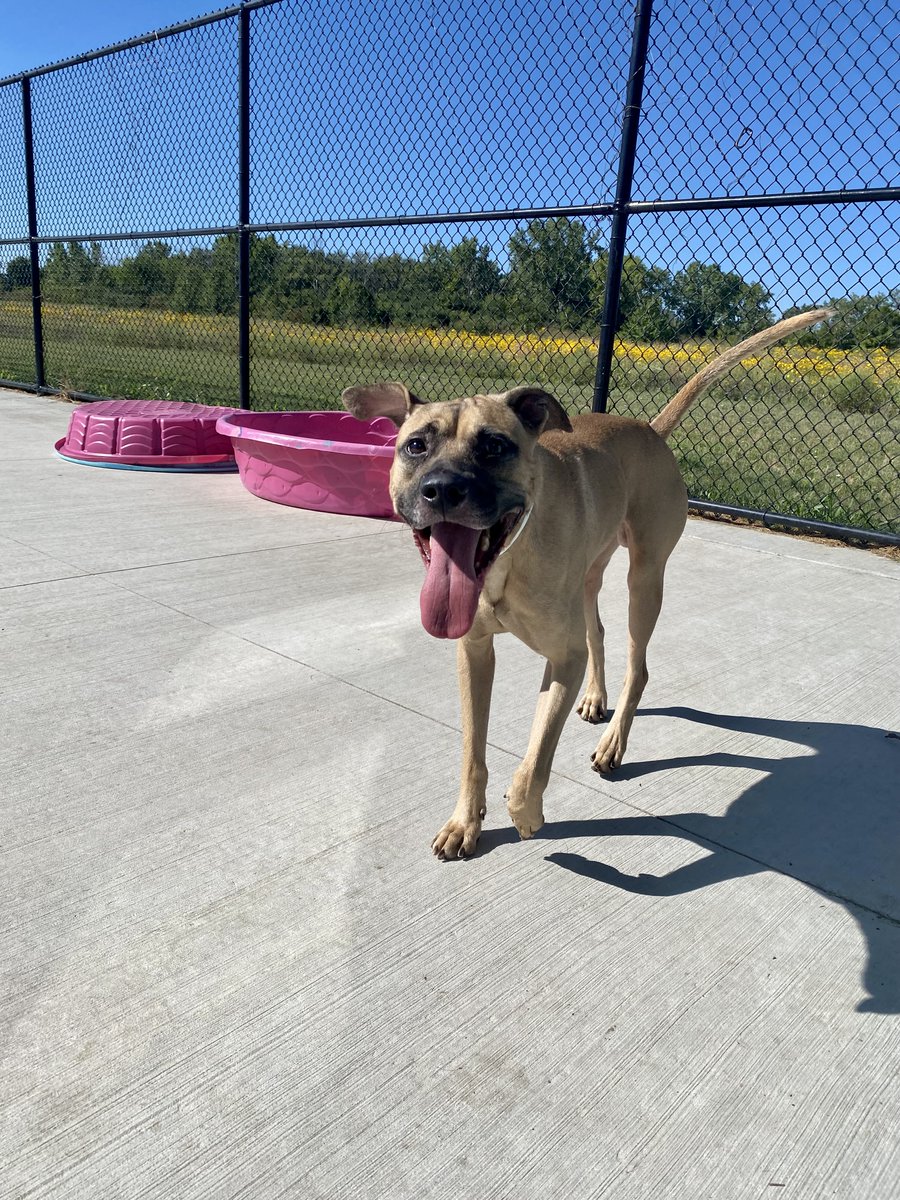 SSHSpets's tweet photo. B, Opie, and Joseph are at Matteson waiting to visit with you! All three are over six months old, so their adoption fees are waived for Clear The Shelters! This special applies to all pets over six months! 

Don't miss out! https://t.co/ctSFVyUB6Q