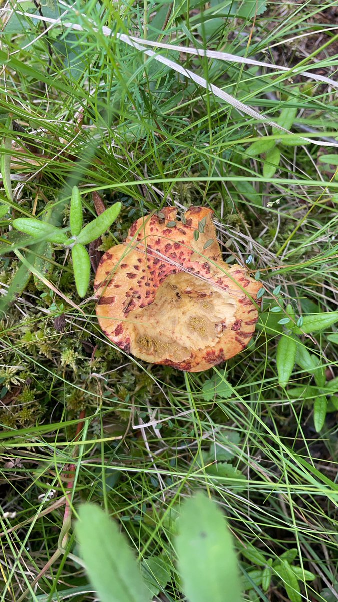 AppliedGRG tweet media