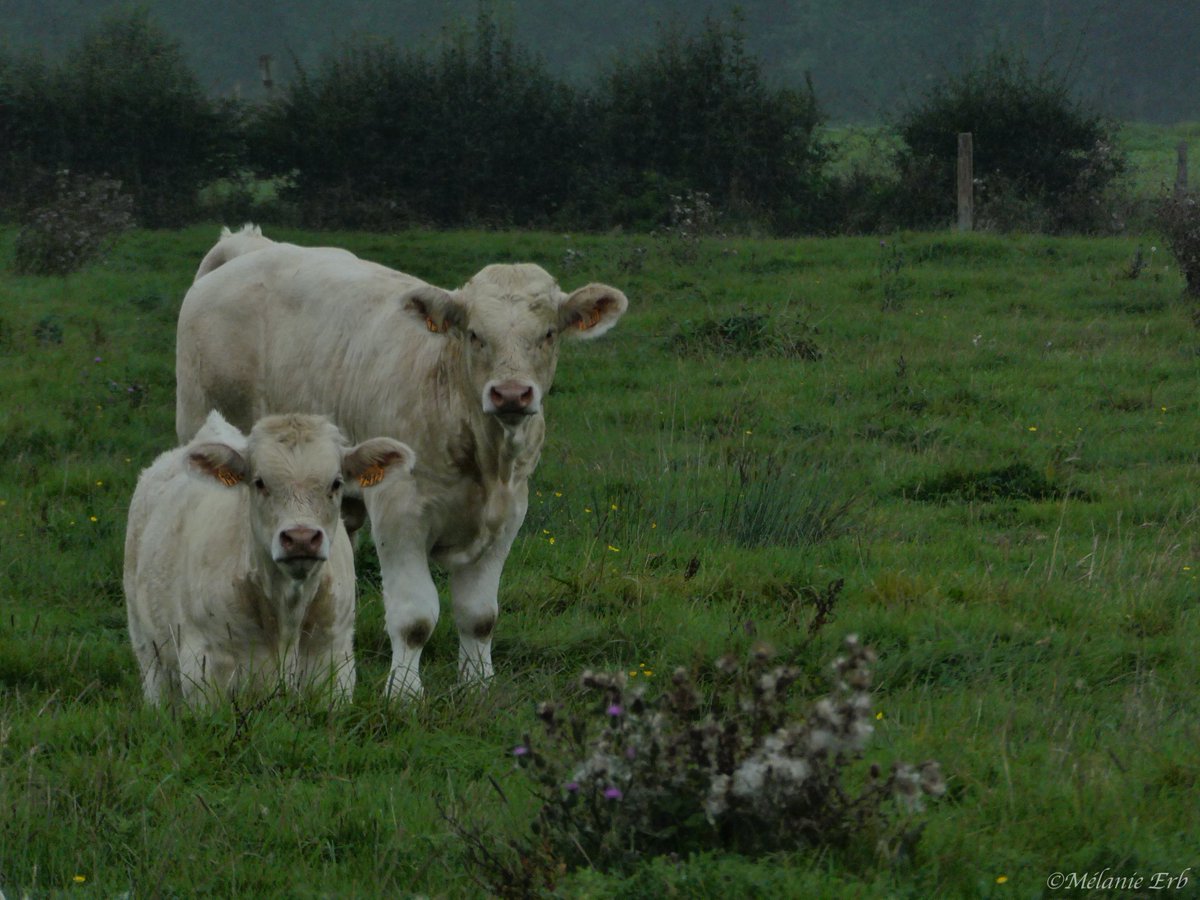 Hanabibiche's tweet photo. #cow #cows #photography #naturephotography #photo #lumix #lumixtz90 https://t.co/1XPBNcPLNr