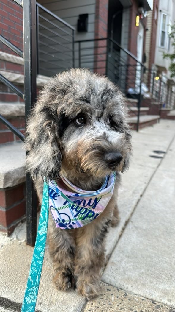 IdalmiMaria's tweet photo. My new furry grandbaby Blue. 🫶🏻 🥰 #imobessed #mustlovedogs #puppies https://t.co/LBZv6j3U92