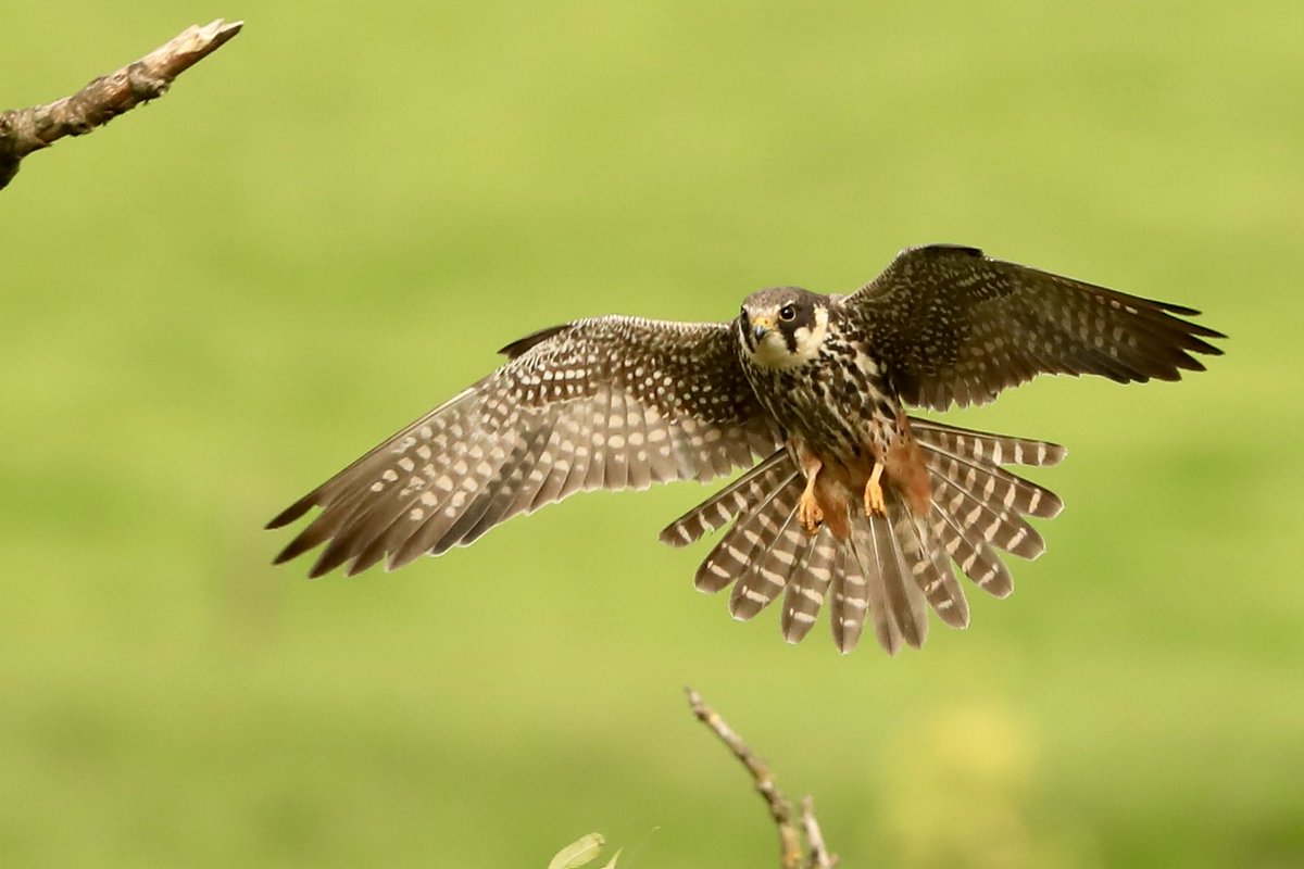 Stuart91050315's tweet image. Bittern hide Hobby paid a great visit today but was mobbed  by 5 magpies  ⁦@CAWOSBirding⁩  ⁦@marburypatch⁩