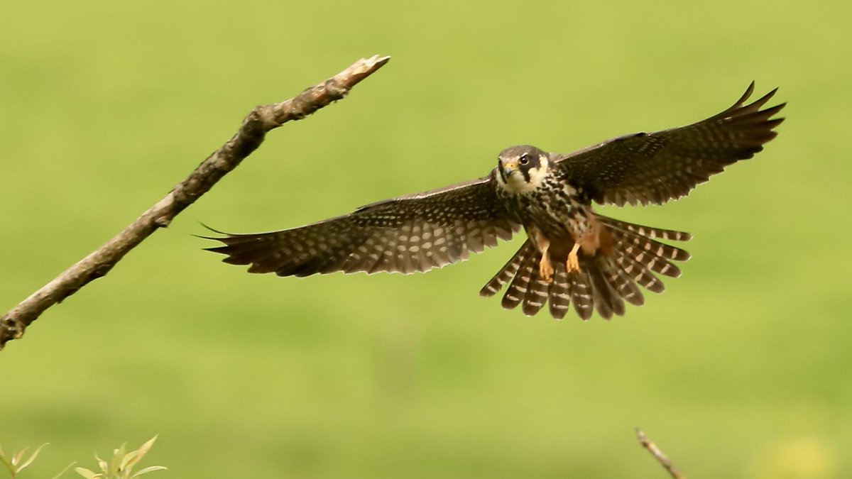 Stuart91050315's tweet image. Bittern hide Hobby paid a great visit today but was mobbed  by 5 magpies  ⁦@CAWOSBirding⁩  ⁦@marburypatch⁩