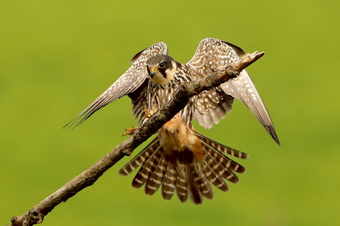Stuart91050315's tweet image. Bittern hide Hobby paid a great visit today but was mobbed  by 5 magpies  ⁦@CAWOSBirding⁩  ⁦@marburypatch⁩