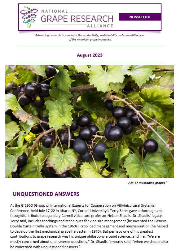 GrapeResearch's tweet photo. The August NGRA is out! Ponder Nelson Shaulis’ “unquestioned answers.” Learn how AR grape researchers want to harness the strengths of #muscadines to improve #vinifera and vice versa. Read about new research results and awards around the US. #graperesearch https://t.co/iKrsAcpyk5 https://t.co/Z2vWcEoZMX