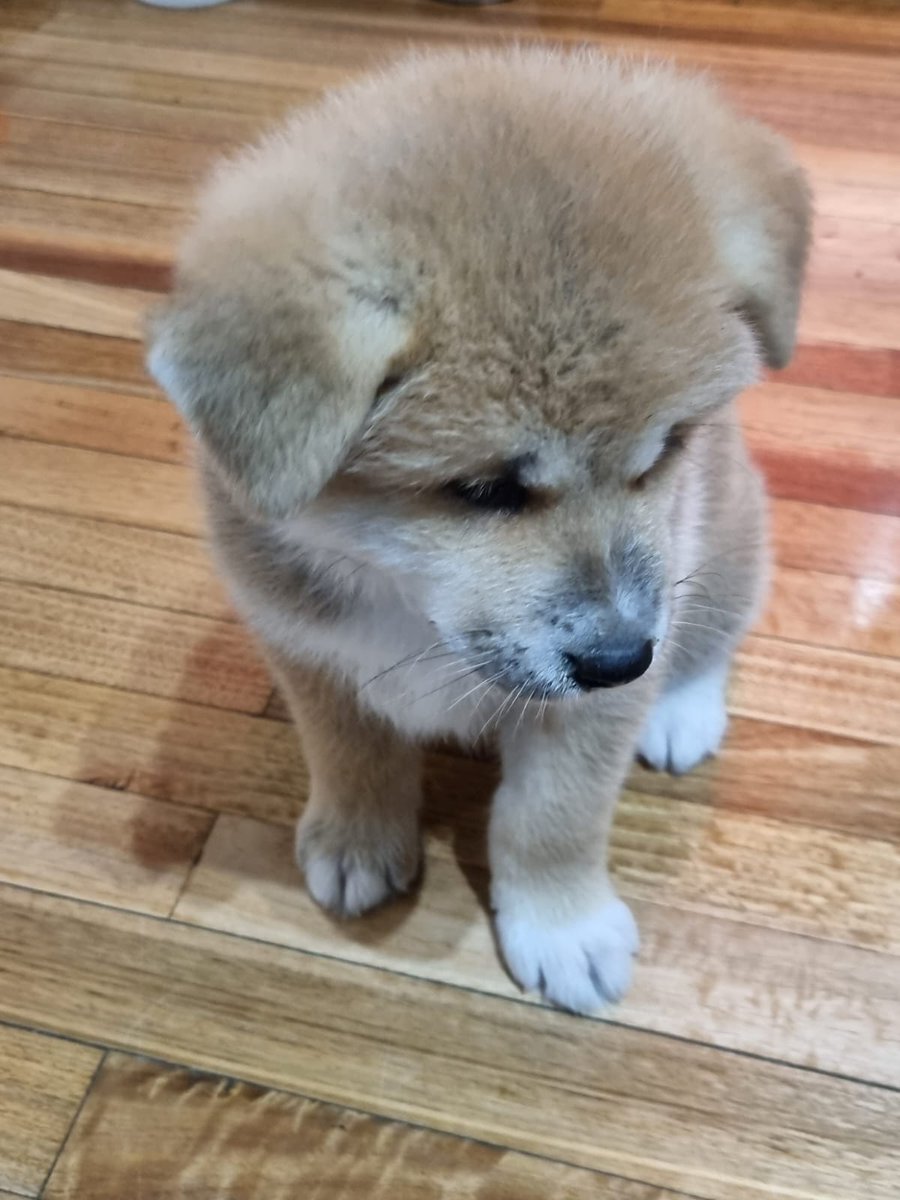 ReignMole's tweet photo. Remember this Monday when I hinted at a new family member? Well, the wait is over! Meet 'Hanzo,' the latest addition to our crew. 🐾🐶 Excitement levels are through the roof! Here's to countless adventures and paw-some moments together. Welcome home, Hanzo! 🐾🏡 #NewFurryFriend https://t.co/KZe43czGyy