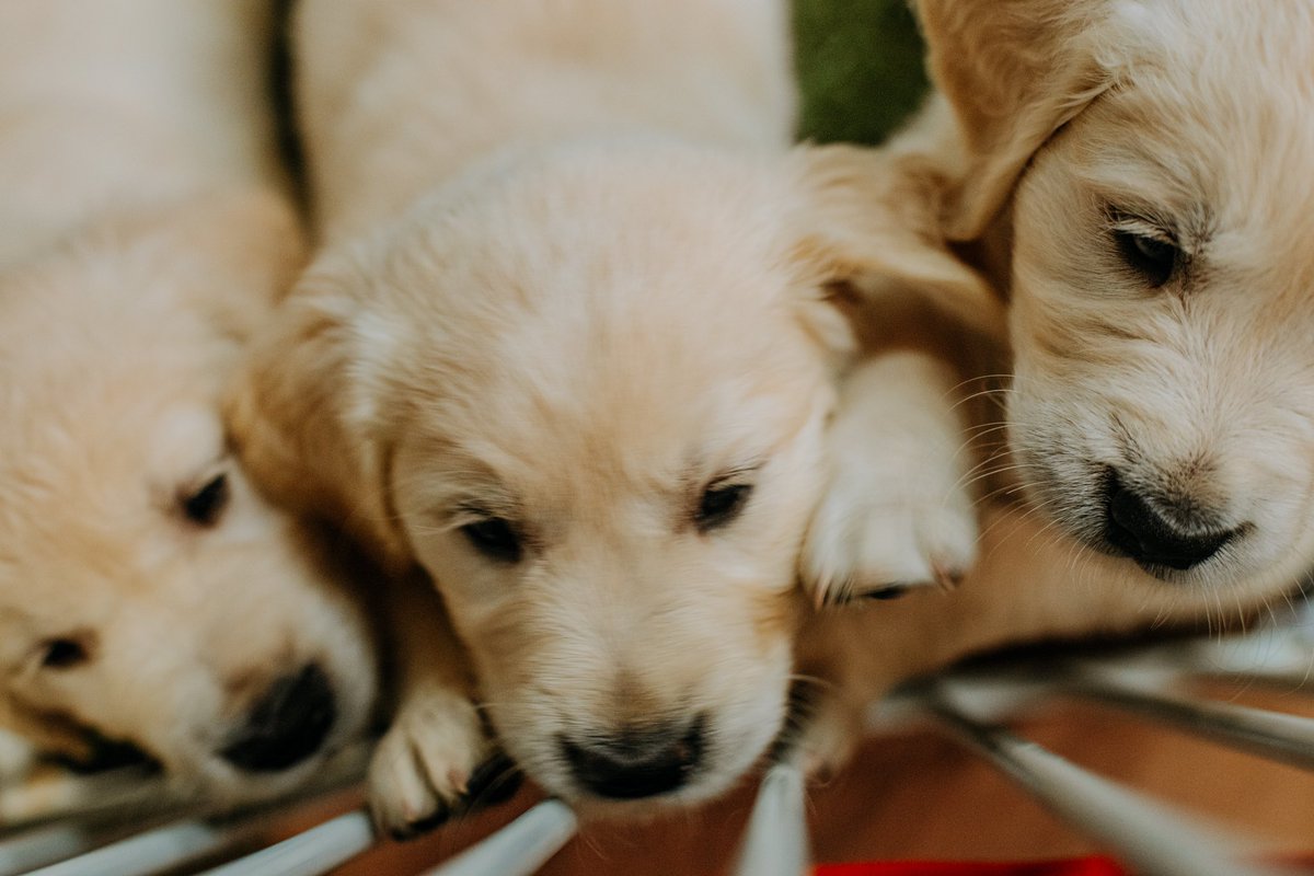 CASvcDogAcademy's tweet photo. DONUT FURGET! Our next #PuppiesAndDonuts event is being held this Saturday at our training facility in #Visalia. Come visit us at 3330 S Fairway Street starting at 10am for puppy snuggles and tasty treats! 🐶🍩 https://t.co/6yS5CQWm7o