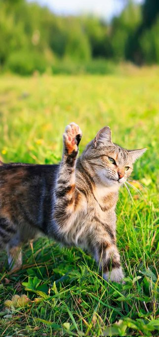 😻Meowing 😻 we mean Morning 😜😜 #CatsOfTwitter #NatureBeautiful #catgirl https://t.co/LfBnR9tTxh<a href="/tag/catsoftwitter"class="tags">#CatsOfTwitter</a><a href="/tag/naturebeautiful"class="tags">#NatureBeautiful</a><a href="/tag/catgirl"class="tags"><span>#catgirl</span></a>