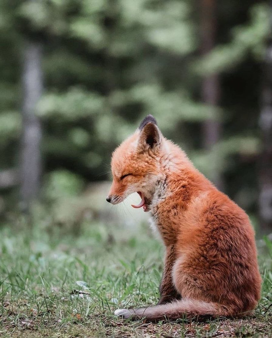 TheRotFox's tweet image. Good morning floof lovers! 🦊