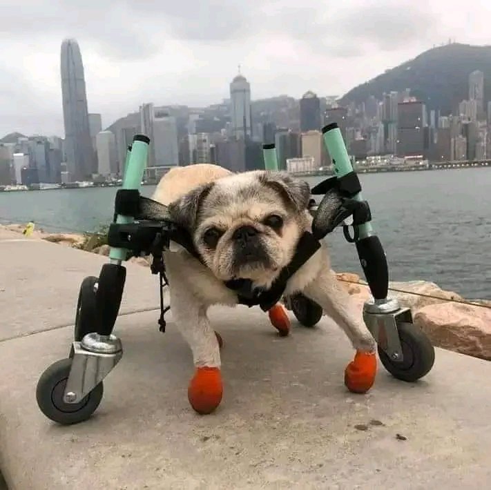 pugg_lover's tweet photo. Nobody loves meπ₯°#cutepugs #pugcross #pugpower #pugmug #pugaddict #pugday #babypug #pugbaby #pugsproud #pugstuff #pugsrock #puppypug #happypug #pugslove #blackpugs #pugfashions #pugrequest #pugrescue #puglive #pugchat #seniorpug #dailypug #pugmom #pugface #pugcentral #pugs https://t.co/Obdn6ph4IP