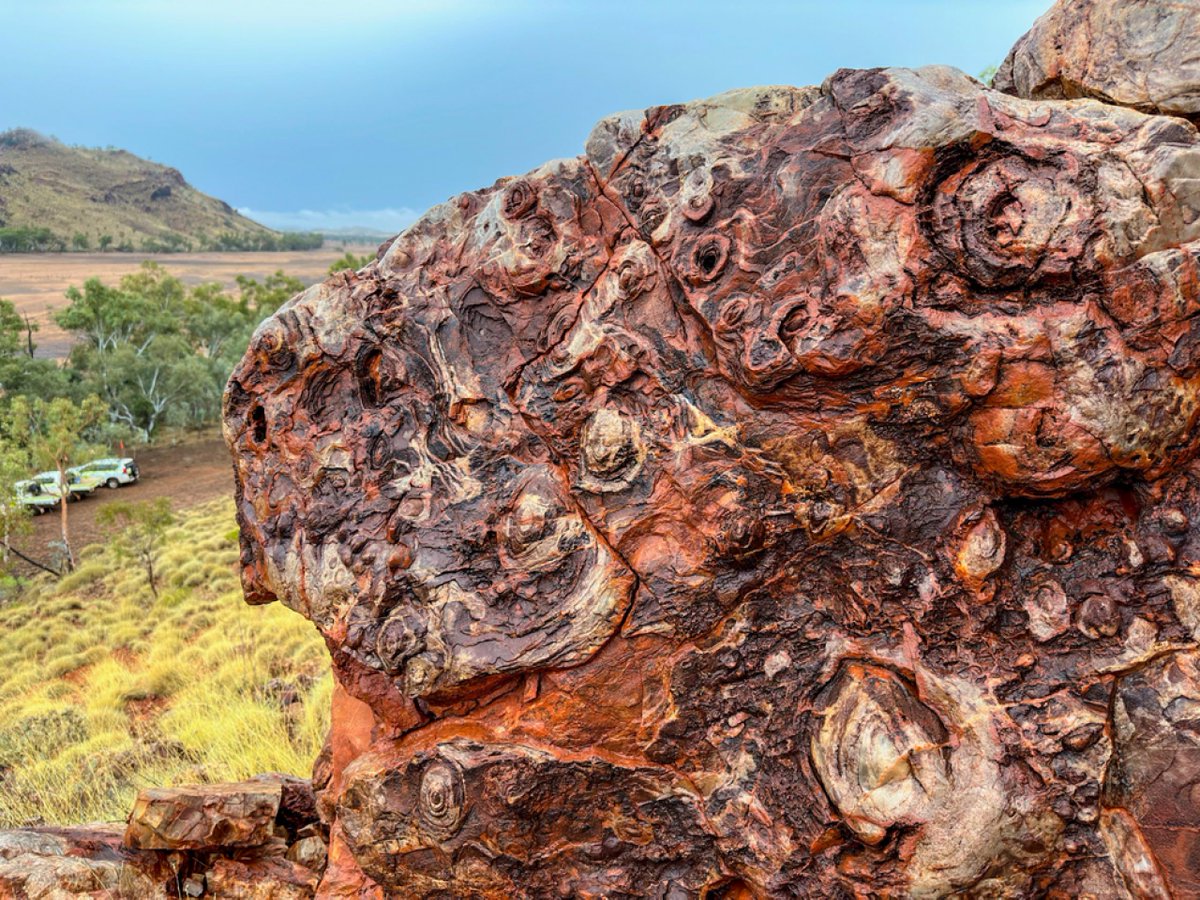 ¡Conoce a tus antiguos antepasados! Las comunidades microbianas fosilizadas del oeste de Australia están ayudando a los científicos a perfeccionar sus técnicas para detectar posible vida antigua en Marte: go.nasa.gov/3LrAuBx