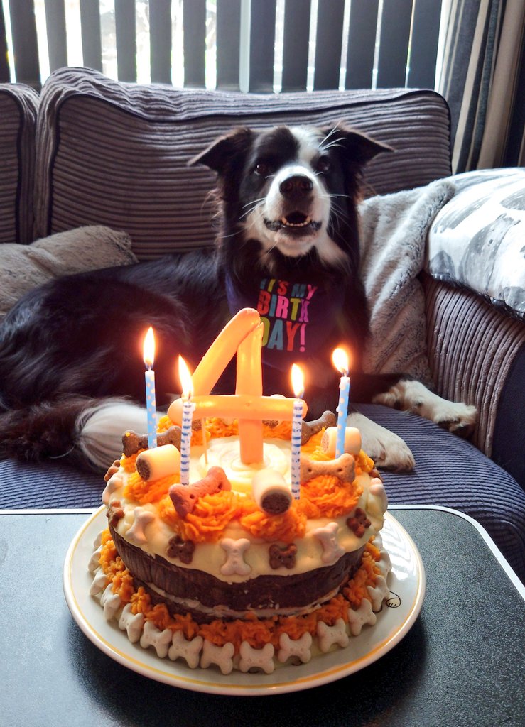 CollieJake's tweet image. Ah heck my food is on fire again
But hu says that's because It's my birthday! 😁 
I've somehow made it to 4! 🎉 

Human made me a cake which is delicious! 😋