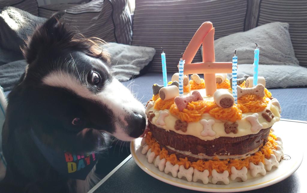 CollieJake's tweet image. Ah heck my food is on fire again
But hu says that's because It's my birthday! 😁 
I've somehow made it to 4! 🎉 

Human made me a cake which is delicious! 😋