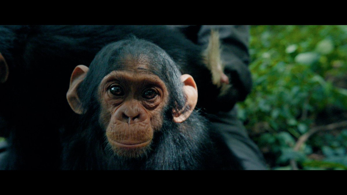 marktoddosborne's tweet photo. Donโt usually add highlight detail to the eyes of animals, but this little guy was worth it. ๐
Trafficked Season 4 Coming Soon ๐
#colorist #mtocolor #natgeo #hulu #trafficked #fancyfilmpost #televisionshow #tvshow #episodic #series #filmproduction #truecrime #indiefilmmaking https://t.co/Y6iAIkNnYn