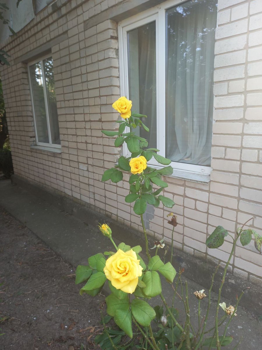 IuliiaMendel's tweet photo. Beauty in the midst of war. My aunt's village in the Kherson region is shelled every day, but she grows roses and sends me photos #Unbreakable #LifeOverDeath https://t.co/PznZbxC6Zv