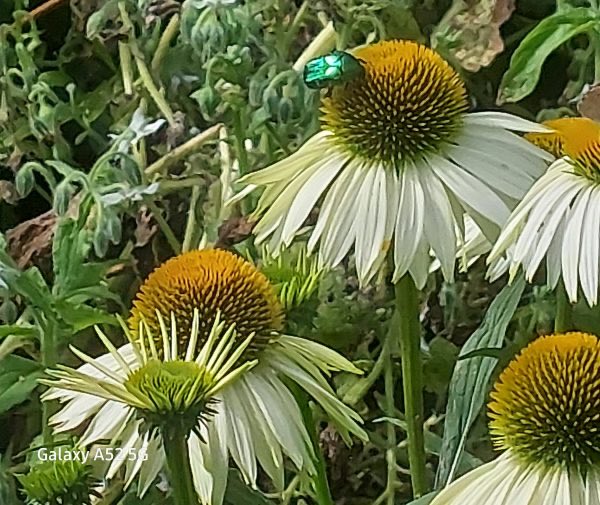 WFGA (@wfga_) on Twitter photo Have a look at our blog to see what people are saying about our workshops #gardening #garden #horticulture #training wfga.org.uk/?page_id=518 Have a look at our blog to see what people are saying about our workshops #gardening #garden #horticulture #training wfga.org.uk/?page_id=518