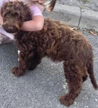 millypod1's tweet photo. 🆘26 AUG 2023 #Lost BETSY #ScanMe #STOLEN? YOUNG Brown Cockerpoo Female
#Oswestry #Shropshire #SY11 https://t.co/AFZ0uL8rqB https://t.co/1PU9xJJ5GP