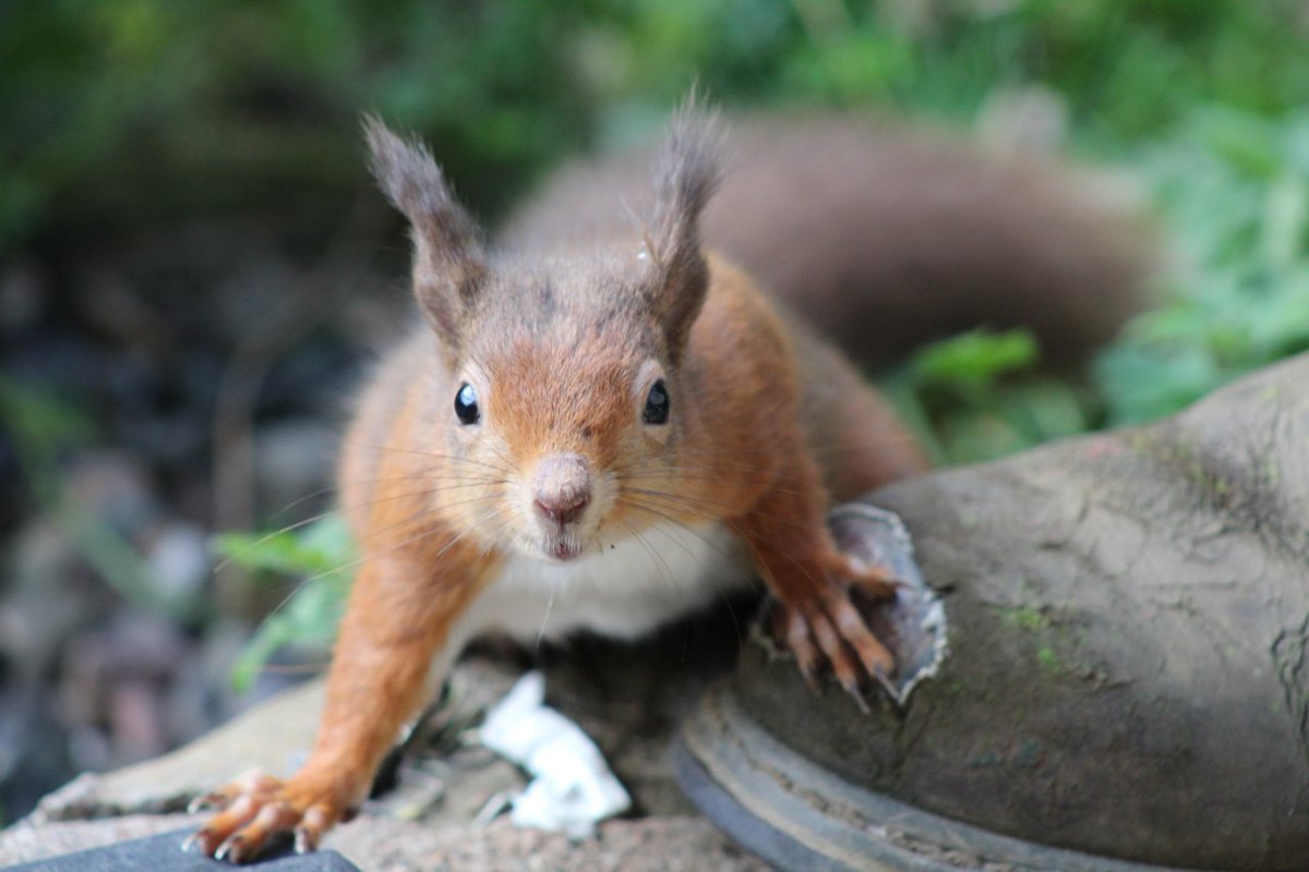 If you're out walking this autumn you may spot a red squirrel.  Find out more here:
rsst.org.uk/autumn-is-the-…