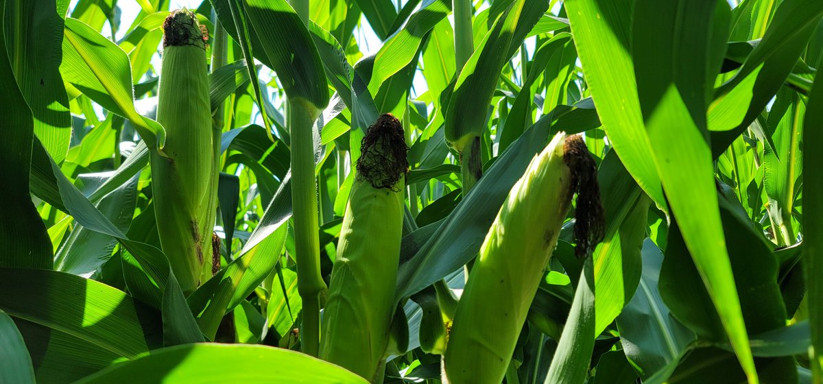 farmerschneck's tweet photo. Finally capturing significant gravity in these ears as r5 begins. Bring on the sun and heat and a long wide open September! #ontag #cornoncorn https://t.co/ja0XBZdTW0