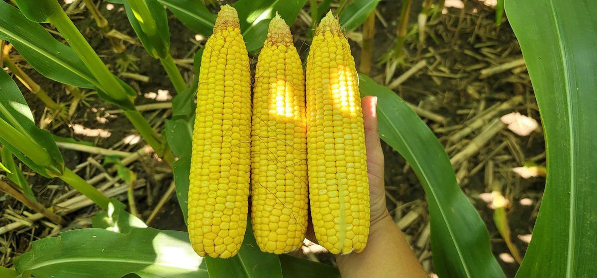 farmerschneck's tweet photo. Finally capturing significant gravity in these ears as r5 begins. Bring on the sun and heat and a long wide open September! #ontag #cornoncorn https://t.co/ja0XBZdTW0
