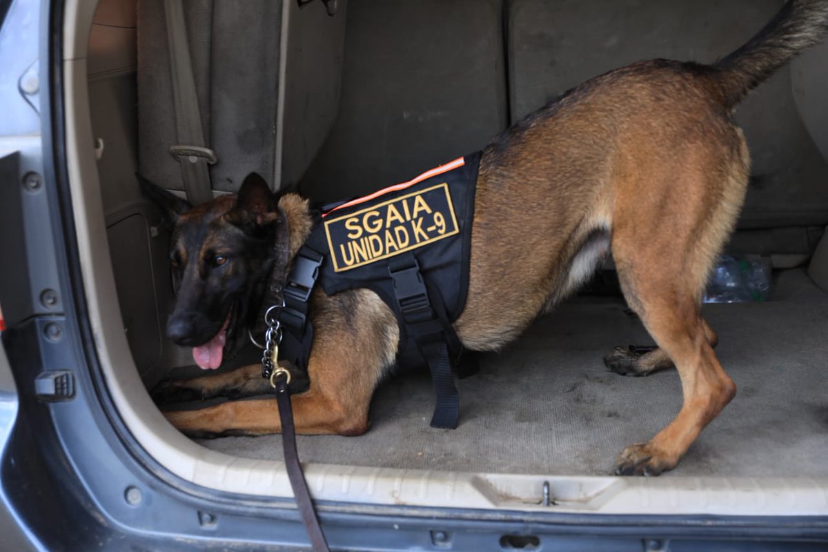 DiariodeCA's tweet photo. Agentes de la @sgaia_pnc_gt, de la División de Investigación y Desactivación de Armas y Explosivos, y del @Dgspg concluyeron con éxito el Tercer Curso Intermedio de Guía Canino.

✍🏼 @LC_DCA
📸 Oscar Dávila DCA https://t.co/8Eyz77ZQDX