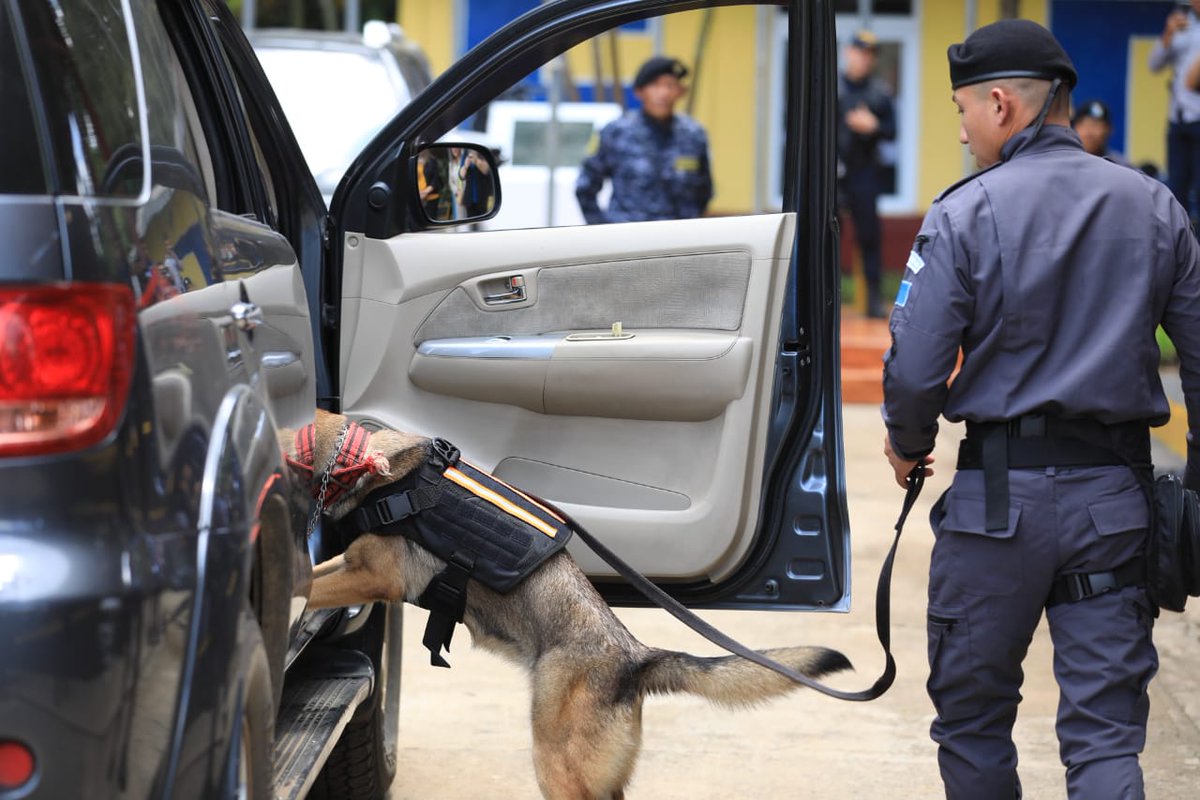 DiariodeCA's tweet photo. Agentes de la @sgaia_pnc_gt, de la División de Investigación y Desactivación de Armas y Explosivos, y del @Dgspg concluyeron con éxito el Tercer Curso Intermedio de Guía Canino.

✍🏼 @LC_DCA
📸 Oscar Dávila DCA https://t.co/8Eyz77ZQDX