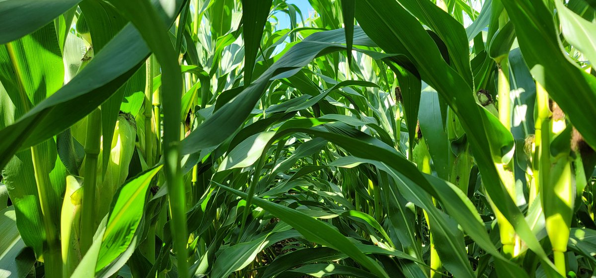 farmerschneck's tweet photo. Finally capturing significant gravity in these ears as r5 begins. Bring on the sun and heat and a long wide open September! #ontag #cornoncorn https://t.co/ja0XBZdTW0