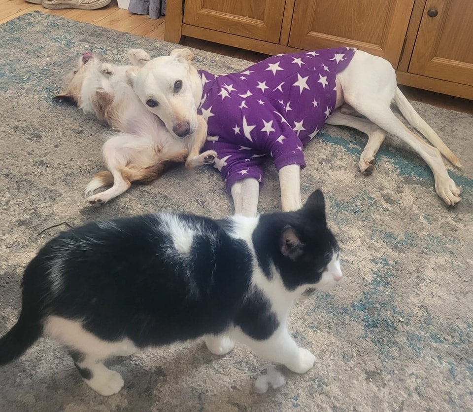 Please retweet to help Rubble find a home #SUSSEX #UK 
Lovely Lurcher aged 20 months.  He can live with dogs, cats, children and horses🐶✅

DETAILS or APPLY👇
 arundawndogrescue.co.uk/rubble #dogs #Lurchers