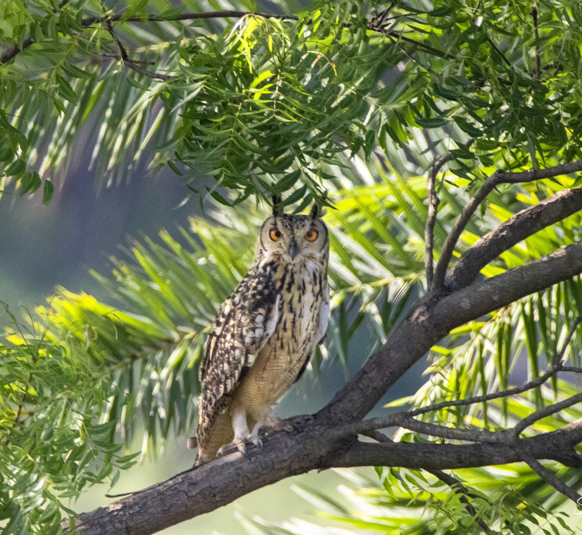 SahuSayandip's tweet photo. The majestic Eurasian eagle owl..
India's largest owl species. https://t.co/VJfIaIn7Yf