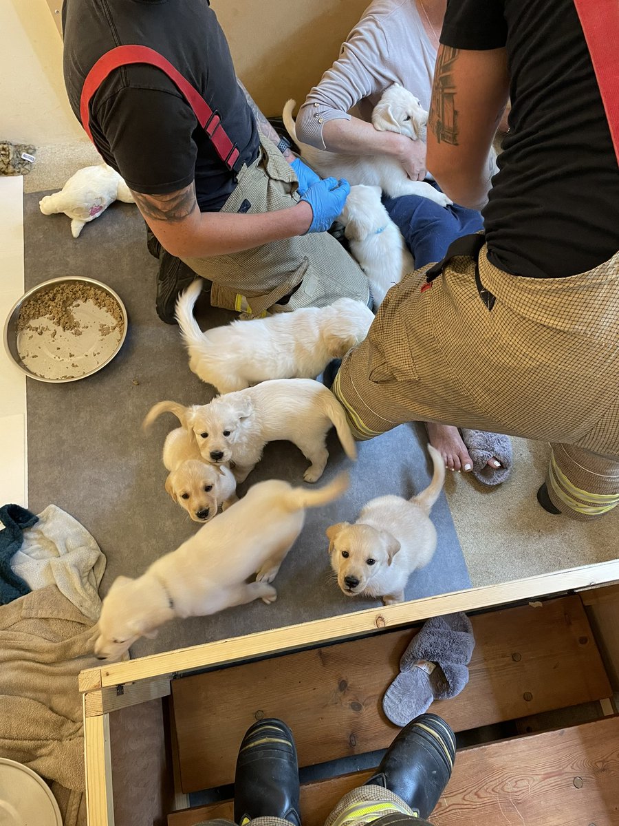 CrawleyFire999's tweet photo. Throwback to 2 years ago and rescuing this cute pup from behind a radiator…..and then meeting all his brothers &amp; sisters 🥰 #throwbackthursday #dogsofinstagram #rescue https://t.co/Ylxisr61WW