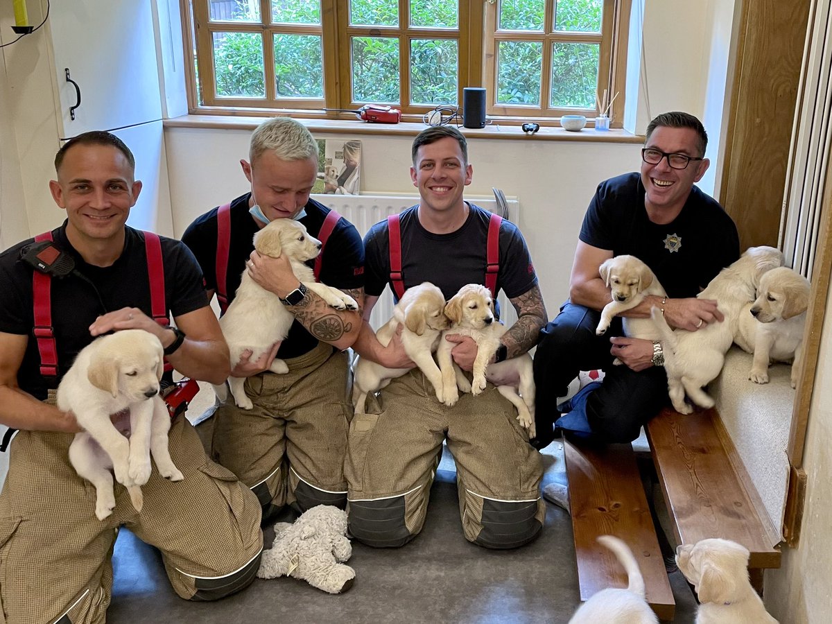 CrawleyFire999's tweet photo. Throwback to 2 years ago and rescuing this cute pup from behind a radiator…..and then meeting all his brothers &amp; sisters 🥰 #throwbackthursday #dogsofinstagram #rescue https://t.co/Ylxisr61WW