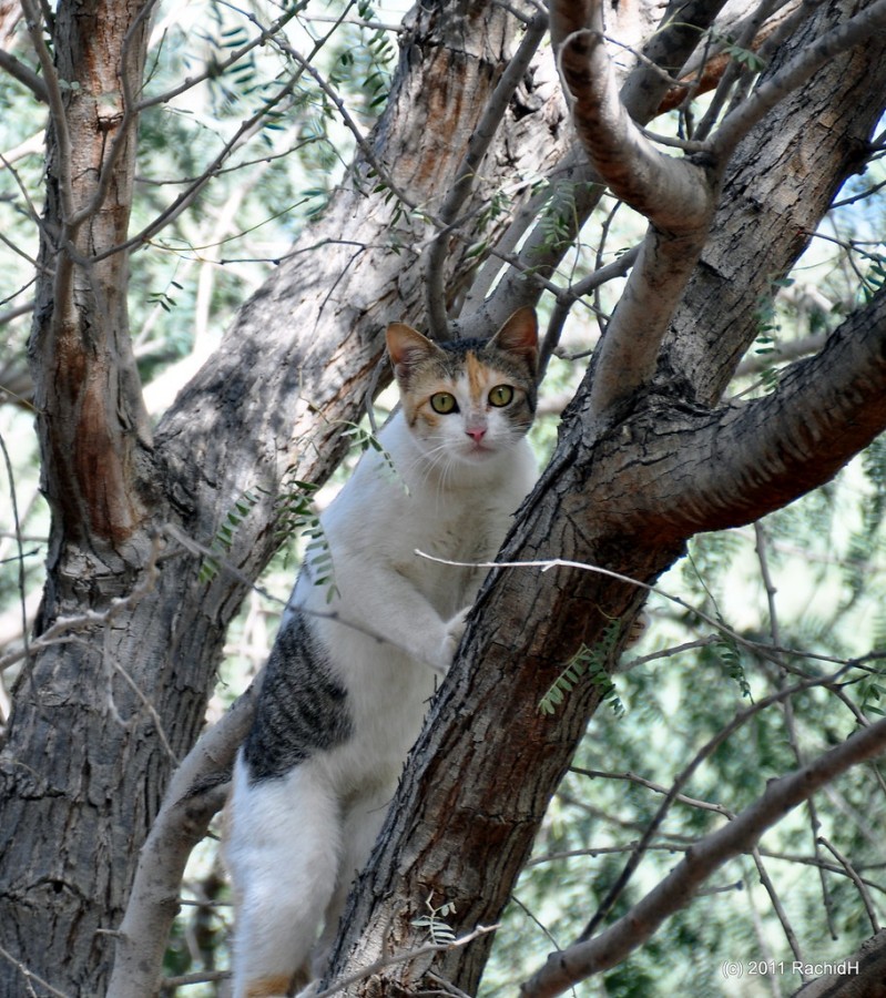 rachidH's tweet photo. #Stray #Cat #Cairo #straycats #cats #kitten #Chatton #straykitten #streetcats #Kitty #Chat #Matou #Chatdesrues #Maadi #Cairo #Egypt 

Rachid H shared a photo with you from the Flickr app! Check it out:
https://t.co/PrFJ0RPPLo https://t.co/fUjUxEY3Z4