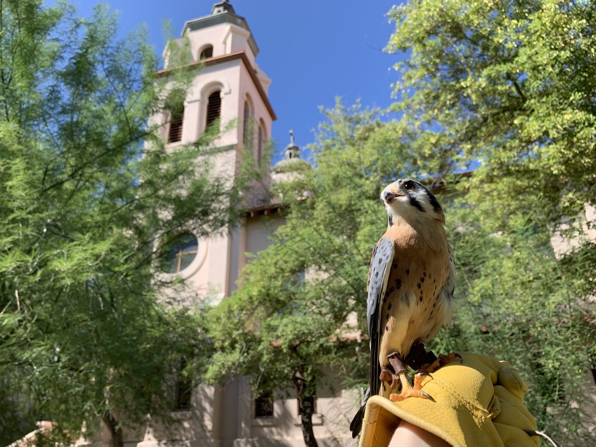 SMBasilica's tweet photo. Join St. Mary's Basilica, various animals, and their owners for our annual Blessing of the Animals (Oct 1 from 1 PM to 2:30 PM). Each animal will receive a certificate of blessing and a selfie with a priest. We ask that you bring a donation of pet food. https://t.co/RwLUQIlzXq https://t.co/uToXJOJtBc
