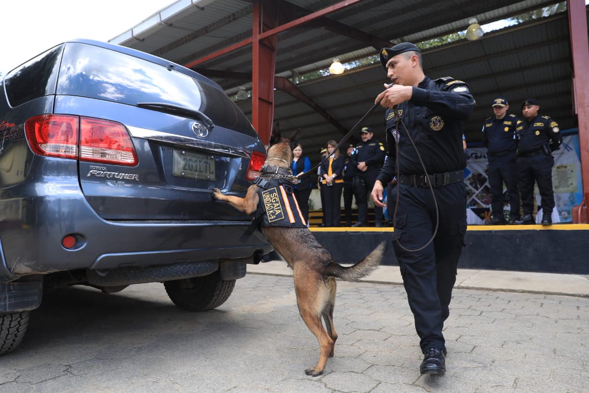 DiariodeCA's tweet photo. Este entrenamiento es clave para la conformación de 22 nuevos binomios K9, y refleja el compromiso continuo de estas unidades en fortalecer sus capacidades operativas.

✍🏼 @LC_DCA
📸 Oscar Dávila DCA https://t.co/AzxQABCc9x