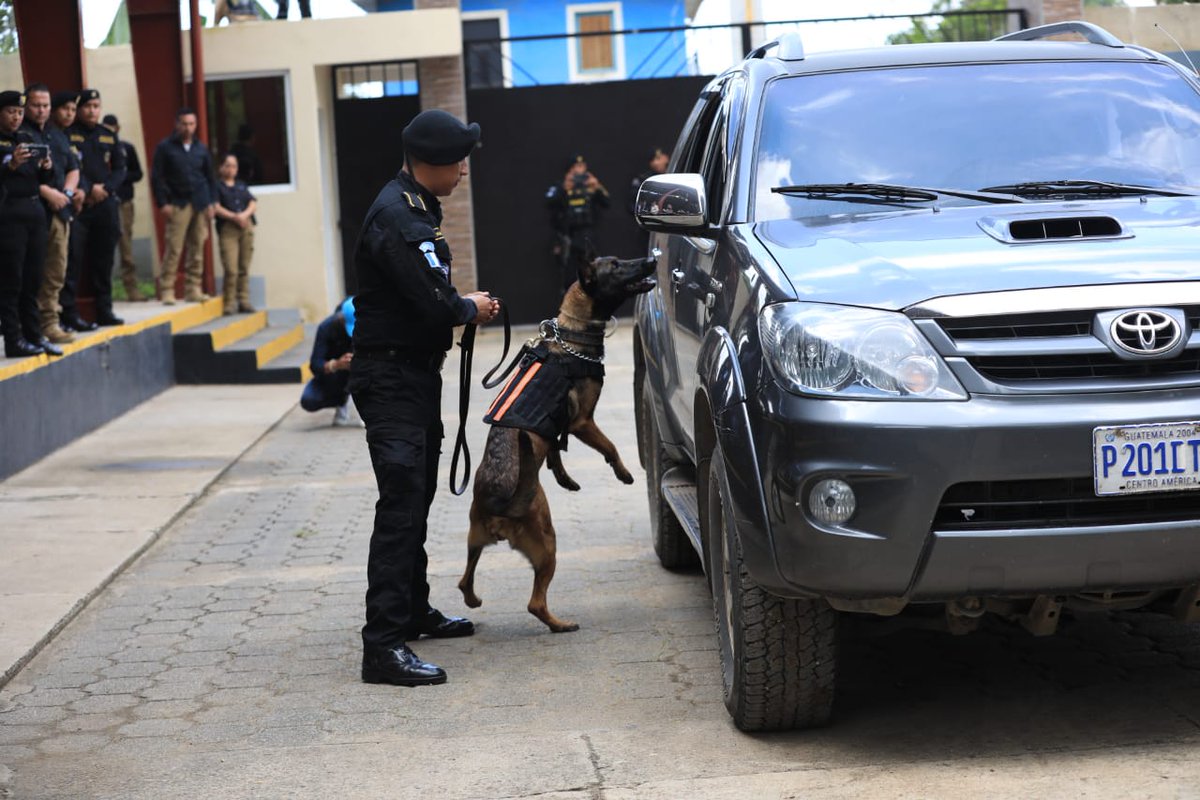 DiariodeCA's tweet photo. Este entrenamiento es clave para la conformación de 22 nuevos binomios K9, y refleja el compromiso continuo de estas unidades en fortalecer sus capacidades operativas.

✍🏼 @LC_DCA
📸 Oscar Dávila DCA https://t.co/AzxQABCc9x