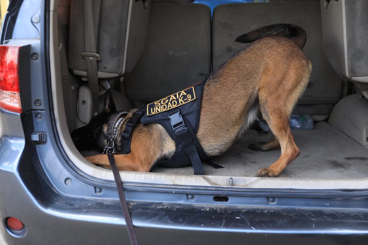 <a href="/LC_DCA/">LC - DCA</a> El entrenamiento duró tres meses y abarcó técnicas de manejo canino, detección de ilícitos y acciones de seguridad, entre otras, que preparan a los uniformados para enfrentar desafíos en sus respectivas áreas de especialización.

✍🏼 <a href="/LC_DCA/">LC - DCA</a>
📸 Oscar Dávila DCA