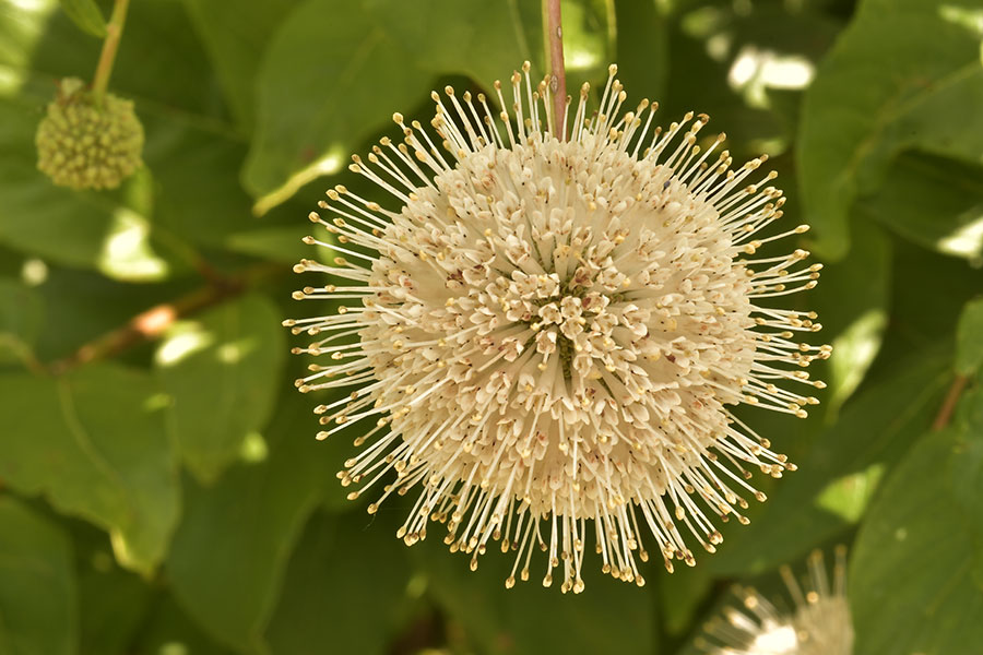 'Is your toasty summer garden in need of some really cool buttons?' Bruce Crawford, Manager of Horticulture, Morris County Park Commission talks about this month's Plant of the Month: Buttonbush - A Plant in Need of Respect! njaes.rutgers.edu/plant-of-the-m… #plantofthemonth