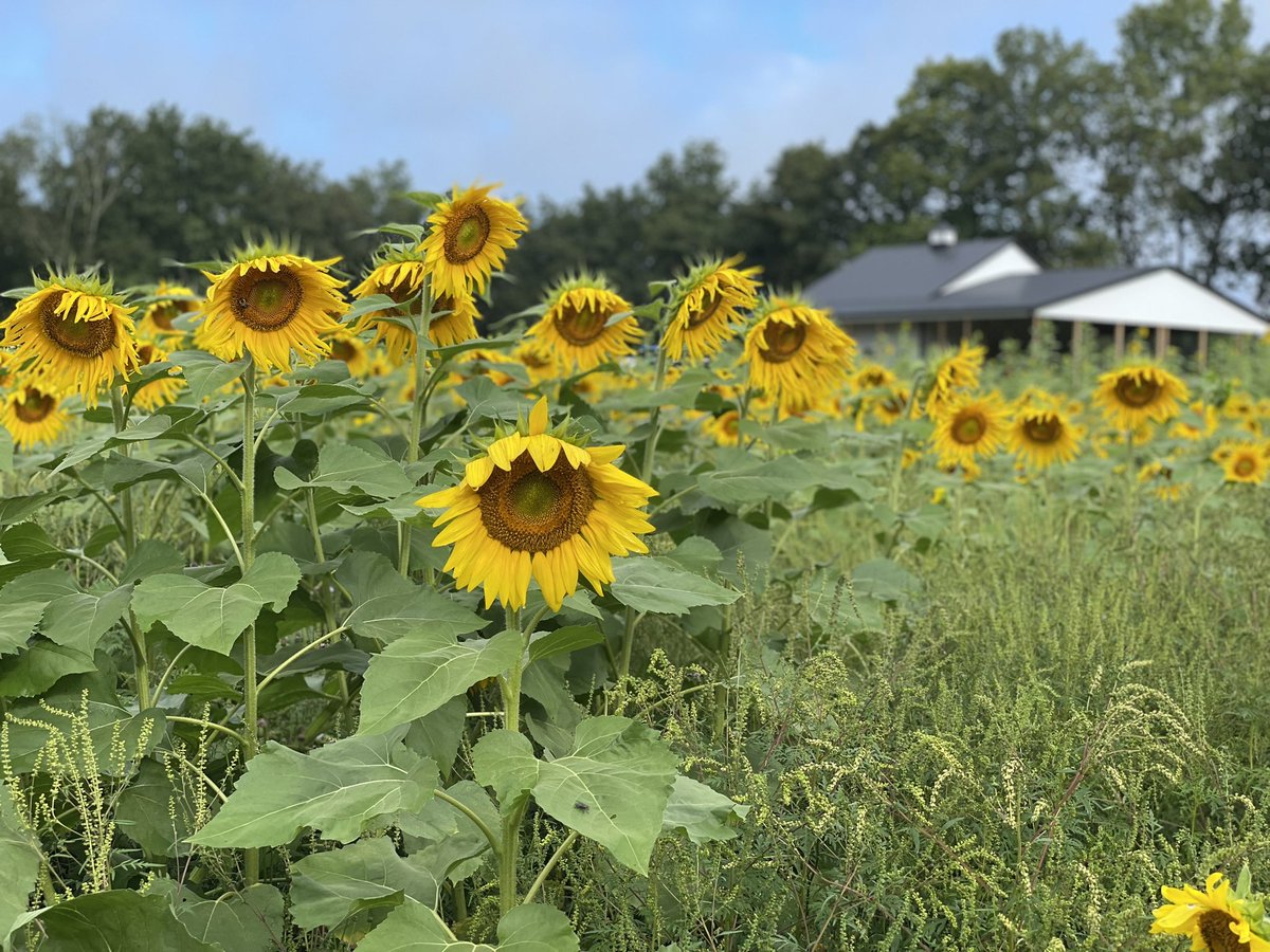 Liberty_Farm's tweet photo. Sunflower Festival at Liberty Farm over the Holiday Weekend.
https://t.co/Jd48CvGfuR https://t.co/ZjwCTy32eO