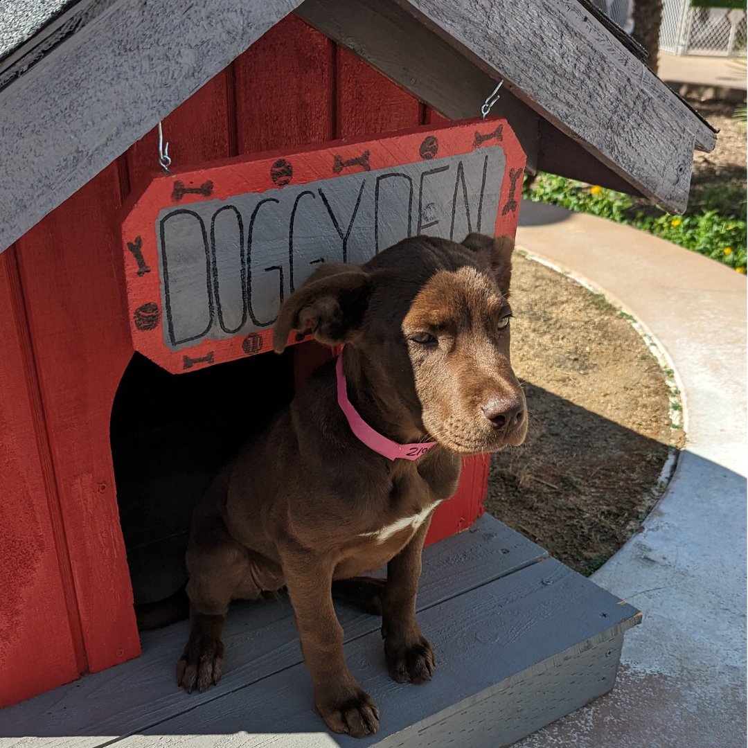 Meet Fru Fru (#A2102184), our <a href="/KTLA/">KTLA</a>  #petoftheweek, today during the one o'clock hour! 

She is 14 weeks old and 14 lbs. We expect Fru Fru to grow into a large dog full of energy. She can be adopted  at our East Valley Center today after 3 pm. 🐾 #lacitypets #adopt #foster