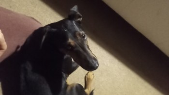 🆘30 AUG 2023 #Lost GROMIT #ScanMe
Black & Tan German Terrier Female
Hamlet of #Yarde nr #Williton #Taunton #WestSomerset #Somerset #TA4
doglost.co.uk/dog-blog.php?d…