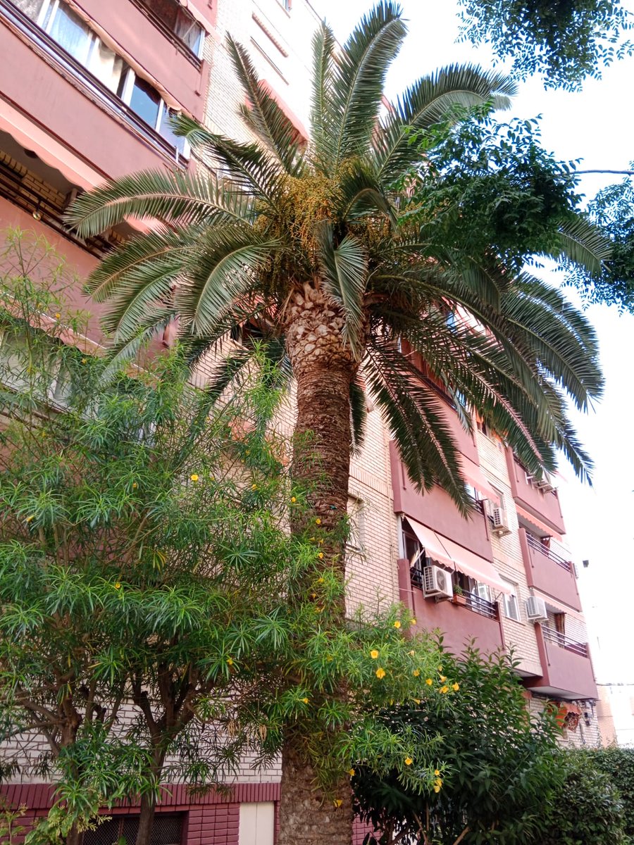 pellonabascal's tweet image. Trabajos realizados recientemente. Clientes satisfechos.📷
Seguimos! 📷
#jardinero #jardineria #plantas #natural #naturaleza #jardin #diseño #cultivo #garden #gardens #jardineros #plant #plants #vida #hogar