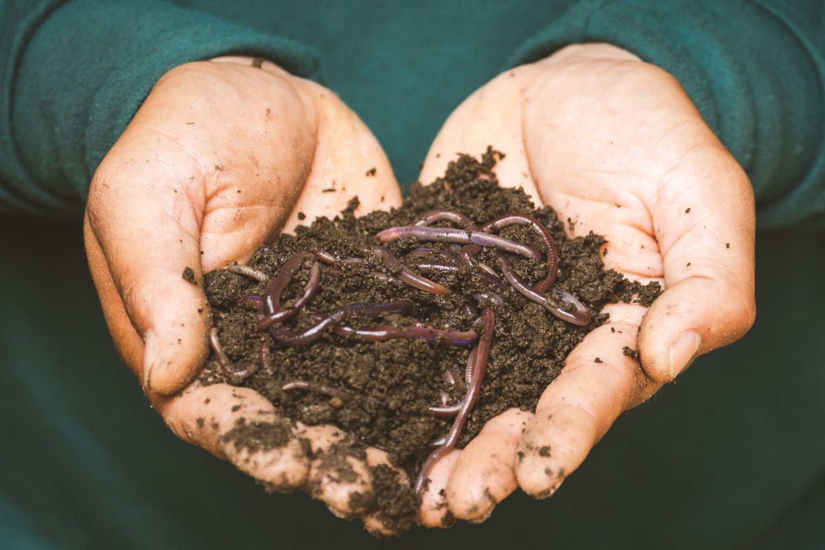 Composting worms turn #foodwaste into nutrient rich #wormcastings -- one of the best #organic soil amendments for #gardens and #houseplants! Learn how to make & keep your own #wormbin with this guide🪱

#vermicomposting #vermicompost #zerowastehomestead

zerowastehomestead.com/vermicompostin…