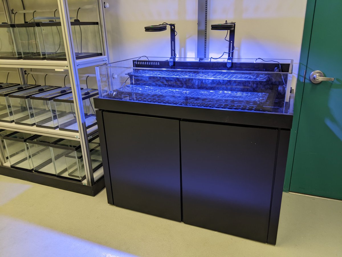 Finally, I have a functional aquarium system for research!! Anyone have corals they can spare?! Most interested in fast growing species (Acropora, Montipora) but will accept any! Please DM if you can help. Thanks!