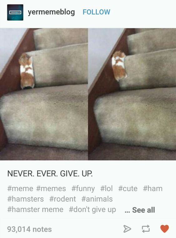 WholesomeMemes (@wholesomememe) on Twitter photo 