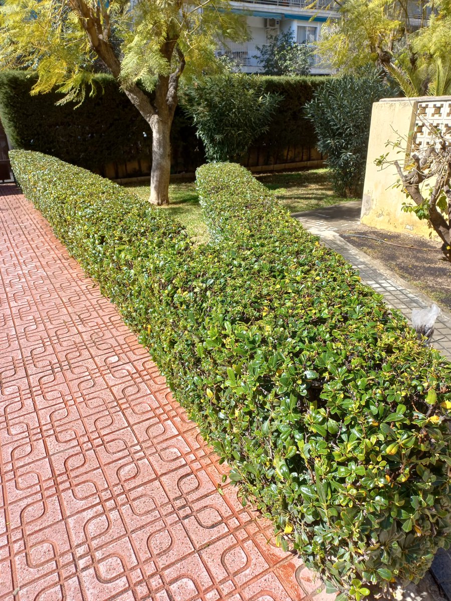 pellonabascal's tweet image. Trabajos realizados recientemente. Clientes satisfechos.📷
Seguimos! 📷
#jardinero #jardineria #plantas #natural #naturaleza #jardin #diseño #cultivo #garden #gardens #jardineros #plant #plants #vida #hogar