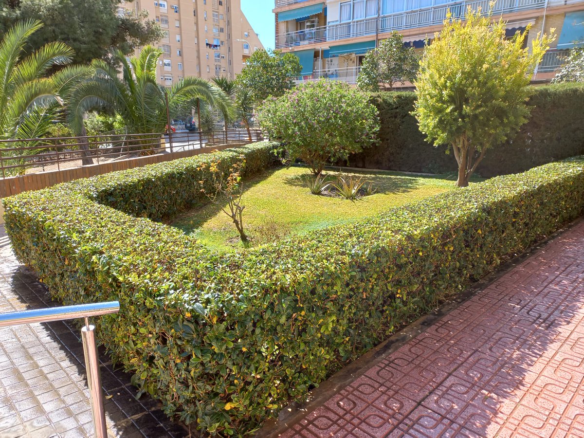 pellonabascal's tweet image. Trabajos realizados recientemente. Clientes satisfechos.📷
Seguimos! 📷
#jardinero #jardineria #plantas #natural #naturaleza #jardin #diseño #cultivo #garden #gardens #jardineros #plant #plants #vida #hogar