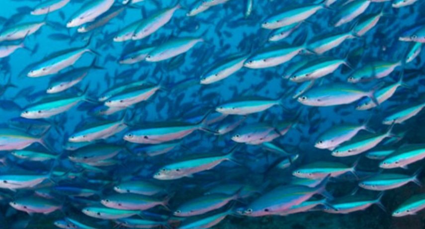 TIESITKÖ TÄMÄN SILAKASTA? 

Silakoiden laihtumista on seurattu pitkään. Laihtuminen johtuu meren lämpenemisestä ja meriveden suolapitoisuuden laskusta johtuvasta ravinnonpuuttesta.  Nälkiintyneet silakat eivät enää kasva eivätkä lisäänny. 1/4